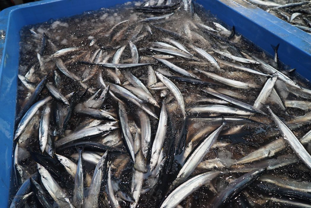 さんまの内臓は体に悪い 食べられる理由や寄生虫について 日々のちょっとした疑問を解決